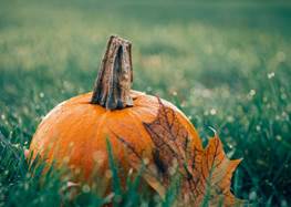 Pexels pixabay 511448