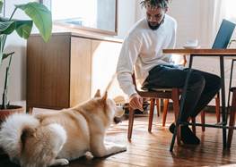 Man vid dator och en hund