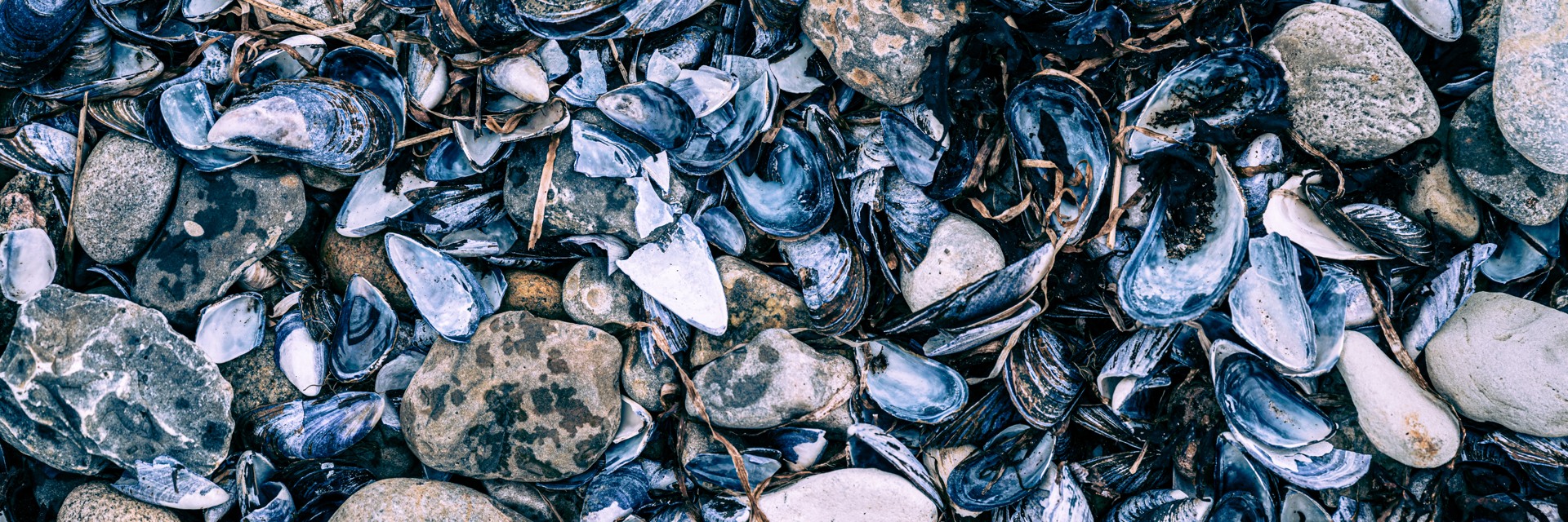 Snäckskal och stenar