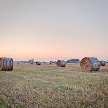 Höbalar på en åker