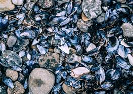 Musslor och stenar