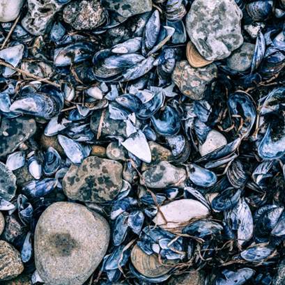 Musslor och stenar