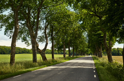  Träd framför äng i solljus